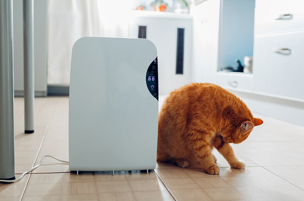 Lorem ipsum dolor sit amet